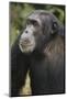 Tanzania, Gombe Stream National Park, Male Chimpanzee-Kristin Mosher-Mounted Photographic Print