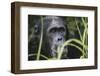 Tanzania, Gombe Stream National Park, Male Chimpanzee-Kristin Mosher-Framed Photographic Print