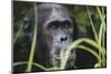 Tanzania, Gombe Stream National Park, Male Chimpanzee-Kristin Mosher-Mounted Photographic Print