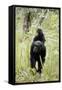 Tanzania, Gombe Stream NP, Chimpanzee with Her Baby on Her Back-Kristin Mosher-Framed Stretched Canvas