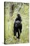 Tanzania, Gombe Stream NP, Chimpanzee with Her Baby on Her Back-Kristin Mosher-Stretched Canvas