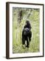 Tanzania, Gombe Stream NP, Chimpanzee with Her Baby on Her Back-Kristin Mosher-Framed Photographic Print