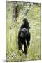 Tanzania, Gombe Stream NP, Chimpanzee with Her Baby on Her Back-Kristin Mosher-Mounted Photographic Print