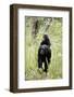 Tanzania, Gombe Stream NP, Chimpanzee with Her Baby on Her Back-Kristin Mosher-Framed Photographic Print