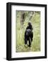 Tanzania, Gombe Stream NP, Chimpanzee with Her Baby on Her Back-Kristin Mosher-Framed Photographic Print