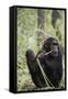 Tanzania, Gombe Stream NP, Female Chimpanzee Sitting at National Park-Kristin Mosher-Framed Stretched Canvas