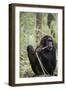 Tanzania, Gombe Stream NP, Female Chimpanzee Sitting at National Park-Kristin Mosher-Framed Photographic Print
