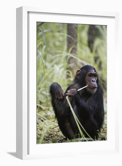 Tanzania, Gombe Stream NP, Female Chimpanzee Sitting at National Park-Kristin Mosher-Framed Photographic Print