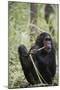 Tanzania, Gombe Stream NP, Female Chimpanzee Sitting at National Park-Kristin Mosher-Mounted Photographic Print