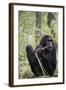 Tanzania, Gombe Stream NP, Female Chimpanzee Sitting at National Park-Kristin Mosher-Framed Photographic Print