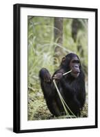 Tanzania, Gombe Stream NP, Female Chimpanzee Sitting at National Park-Kristin Mosher-Framed Photographic Print