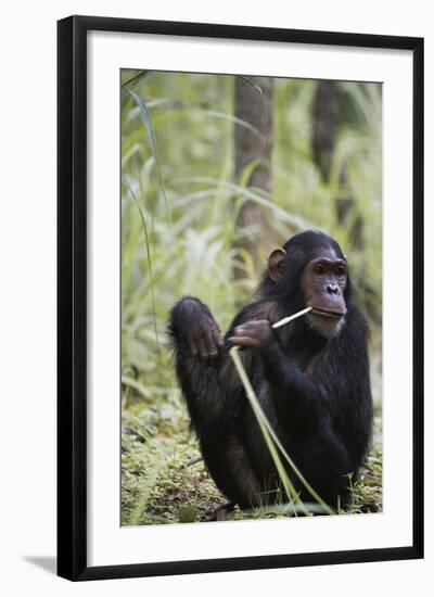 Tanzania, Gombe Stream NP, Female Chimpanzee Sitting at National Park-Kristin Mosher-Framed Photographic Print