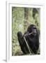 Tanzania, Gombe Stream NP, Female Chimpanzee Sitting at National Park-Kristin Mosher-Framed Photographic Print