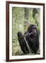 Tanzania, Gombe Stream NP, Female Chimpanzee Sitting at National Park-Kristin Mosher-Framed Photographic Print