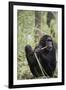 Tanzania, Gombe Stream NP, Female Chimpanzee Sitting at National Park-Kristin Mosher-Framed Photographic Print