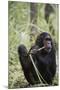 Tanzania, Gombe Stream NP, Female Chimpanzee Sitting at National Park-Kristin Mosher-Mounted Photographic Print