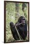 Tanzania, Gombe Stream NP, Female Chimpanzee Sitting at National Park-Kristin Mosher-Framed Photographic Print