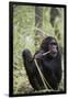 Tanzania, Gombe Stream NP, Female Chimpanzee Sitting at National Park-Kristin Mosher-Framed Photographic Print