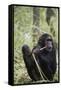 Tanzania, Gombe Stream NP, Female Chimpanzee Sitting at National Park-Kristin Mosher-Framed Stretched Canvas