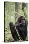 Tanzania, Gombe Stream NP, Female Chimpanzee Sitting at National Park-Kristin Mosher-Stretched Canvas