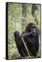 Tanzania, Gombe Stream NP, Female Chimpanzee Sitting at National Park-Kristin Mosher-Framed Stretched Canvas