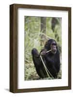 Tanzania, Gombe Stream NP, Female Chimpanzee Sitting at National Park-Kristin Mosher-Framed Photographic Print