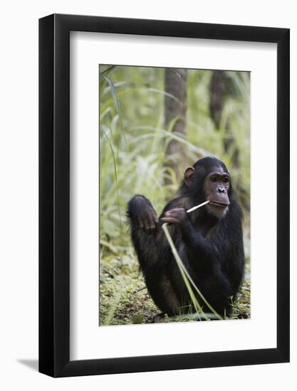 Tanzania, Gombe Stream NP, Female Chimpanzee Sitting at National Park-Kristin Mosher-Framed Photographic Print