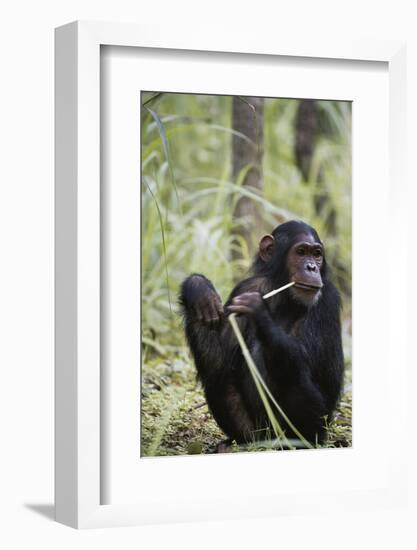 Tanzania, Gombe Stream NP, Female Chimpanzee Sitting at National Park-Kristin Mosher-Framed Photographic Print