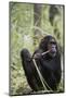 Tanzania, Gombe Stream NP, Female Chimpanzee Sitting at National Park-Kristin Mosher-Mounted Photographic Print