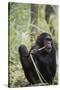 Tanzania, Gombe Stream NP, Female Chimpanzee Sitting at National Park-Kristin Mosher-Stretched Canvas