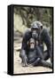 Tanzania, Gombe Stream NP, Mother Chimp and Her Child Sitting-Kristin Mosher-Framed Stretched Canvas