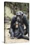 Tanzania, Gombe Stream NP, Mother Chimp and Her Child Sitting-Kristin Mosher-Stretched Canvas
