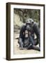 Tanzania, Gombe Stream NP, Mother Chimp and Her Child Sitting-Kristin Mosher-Framed Photographic Print