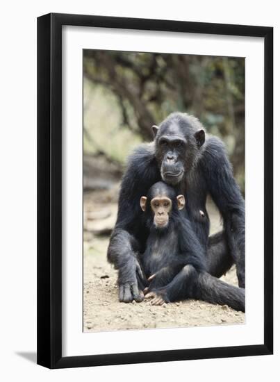 Tanzania, Gombe Stream NP, Mother Chimp and Her Child Sitting-Kristin Mosher-Framed Photographic Print