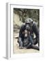 Tanzania, Gombe Stream NP, Mother Chimp and Her Child Sitting-Kristin Mosher-Framed Photographic Print