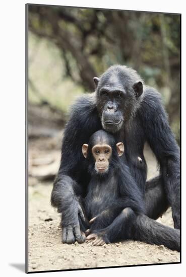 Tanzania, Gombe Stream NP, Mother Chimp and Her Child Sitting-Kristin Mosher-Mounted Photographic Print
