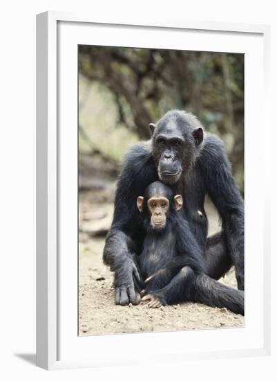 Tanzania, Gombe Stream NP, Mother Chimp and Her Child Sitting-Kristin Mosher-Framed Photographic Print