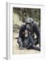 Tanzania, Gombe Stream NP, Mother Chimp and Her Child Sitting-Kristin Mosher-Framed Photographic Print