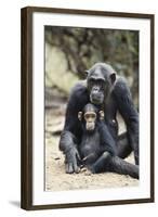 Tanzania, Gombe Stream NP, Mother Chimp and Her Child Sitting-Kristin Mosher-Framed Photographic Print