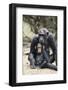 Tanzania, Gombe Stream NP, Mother Chimp and Her Child Sitting-Kristin Mosher-Framed Photographic Print