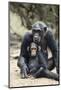 Tanzania, Gombe Stream NP, Mother Chimp and Her Child Sitting-Kristin Mosher-Mounted Photographic Print