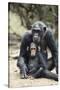 Tanzania, Gombe Stream NP, Mother Chimp and Her Child Sitting-Kristin Mosher-Stretched Canvas