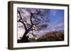 Tanzania Kopje in Serengeti National Park-null-Framed Photographic Print