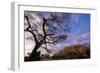 Tanzania Kopje in Serengeti National Park-null-Framed Photographic Print