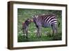 Tanzania Plains Zebra, Serengeti National Park-Art Wolfe-Framed Giclee Print