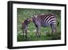 Tanzania Plains Zebra, Serengeti National Park-Art Wolfe-Framed Giclee Print