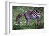 Tanzania Plains Zebra, Serengeti National Park-Art Wolfe-Framed Giclee Print