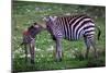 Tanzania Plains Zebra, Serengeti National Park-Art Wolfe-Mounted Giclee Print