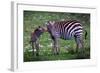 Tanzania Plains Zebra, Serengeti National Park-Art Wolfe-Framed Giclee Print