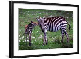 Tanzania Plains Zebra, Serengeti National Park-Art Wolfe-Framed Giclee Print